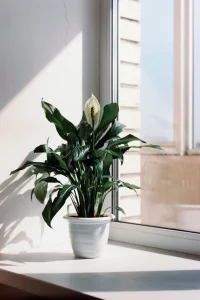 Is Peace Lily Toxic to Dogs? The Truth vs True Lilies and First Aid