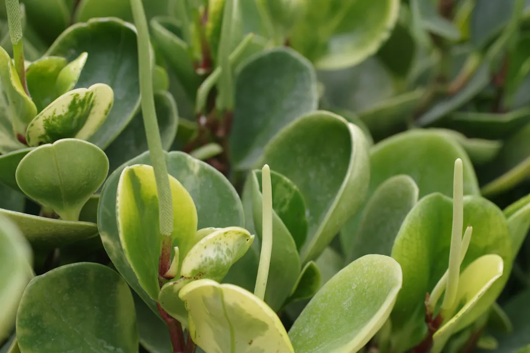 Variegated baby rubber plant with thick glossy leaves, red stems and slender cream flower spikes