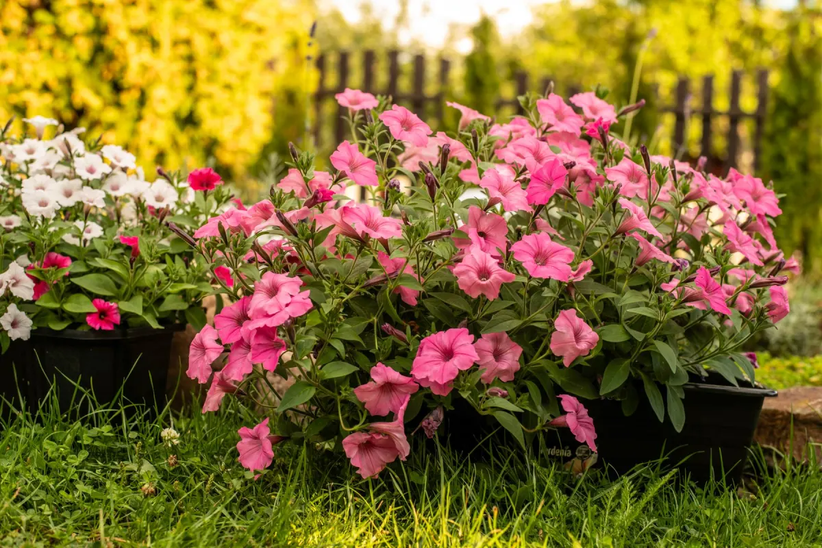 Pink and white petunias flowering heavily in black trough planters beside a garden fence