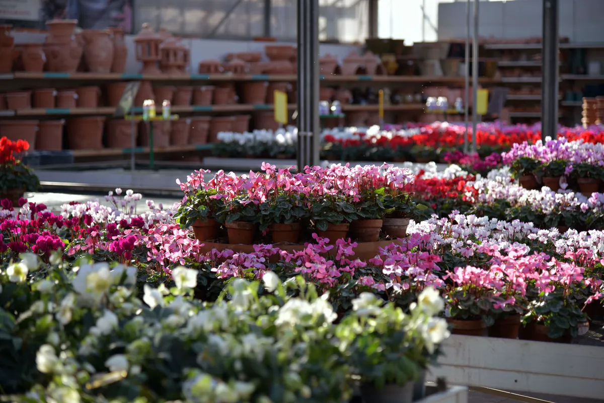 Rows of flowering potted plants at a garden centre, the choice a plant finder narrows down
