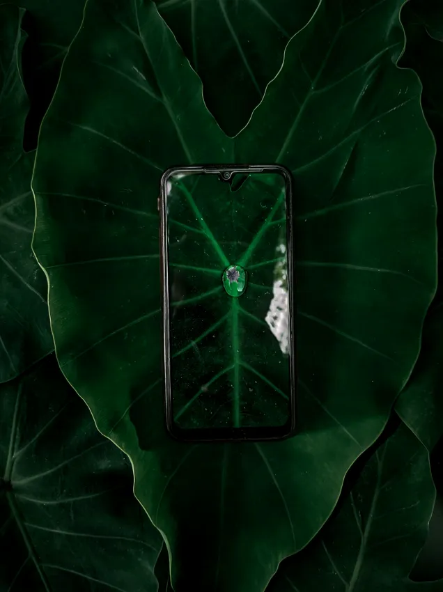 A phone resting on a large green leaf showing the same leaf on screen, how a plant identifier works from a photo