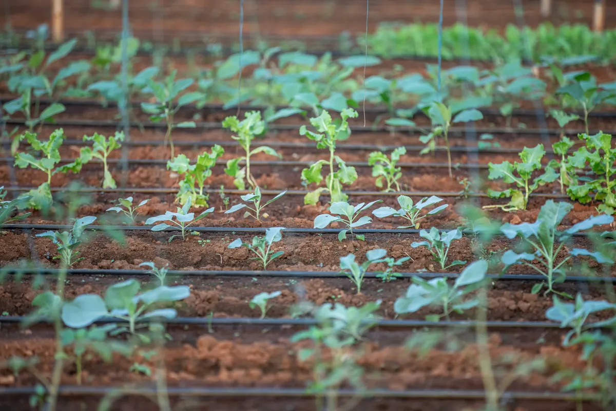 Young brassica seedlings set out in evenly spaced rows, the layout a plant spacing calculator plans
