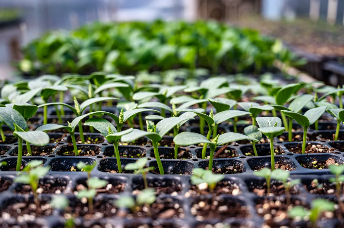 Trays of young vegetable seedlings in a greenhouse, sown on the dates a planting calendar sets