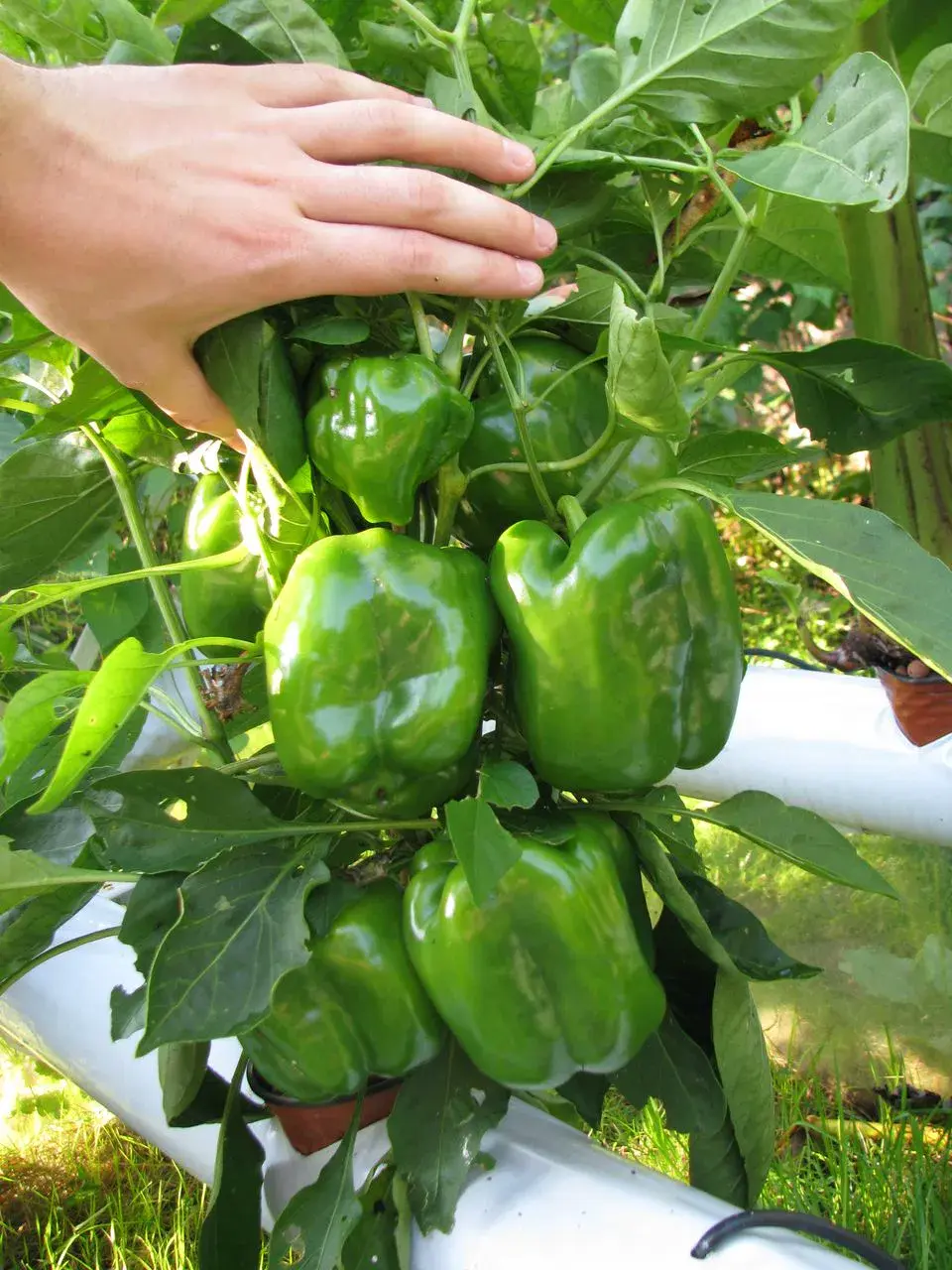 Green bell peppers cropping on plants rooted in white hydroponic pipes outdoors