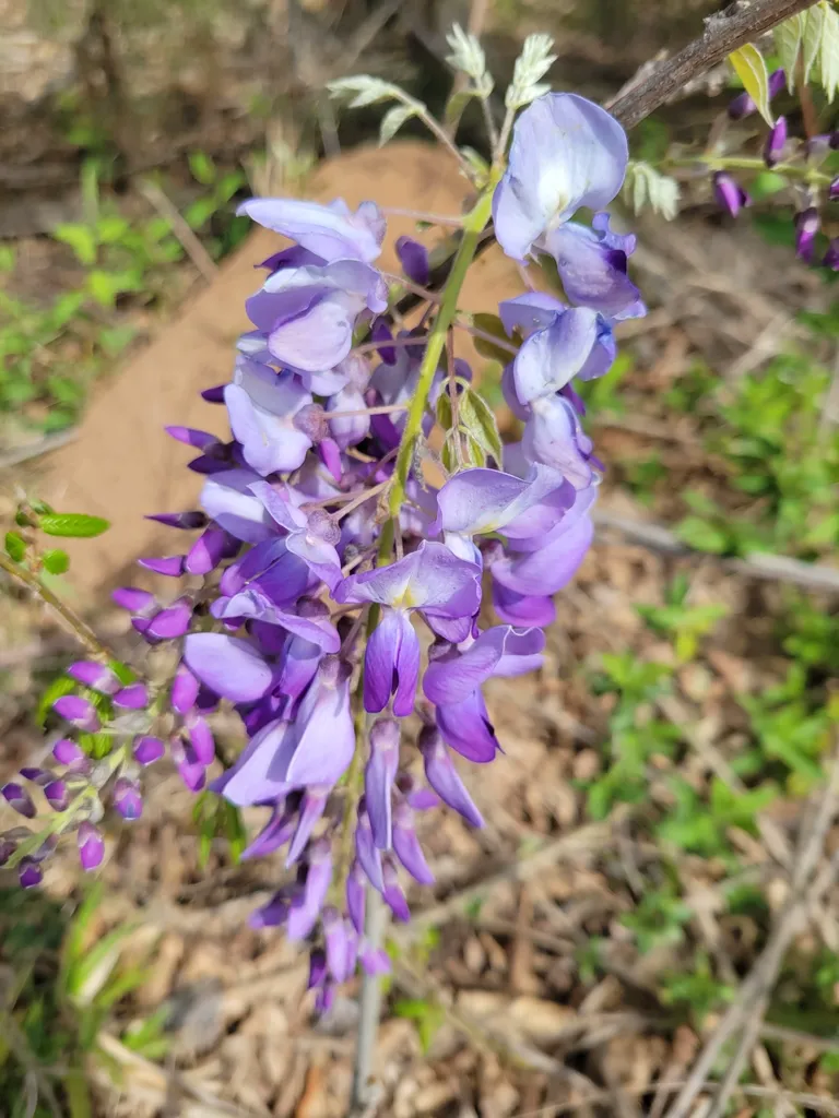 Hanging purple raceme of Wisteria sinensis flowers on a green stem with young leaves