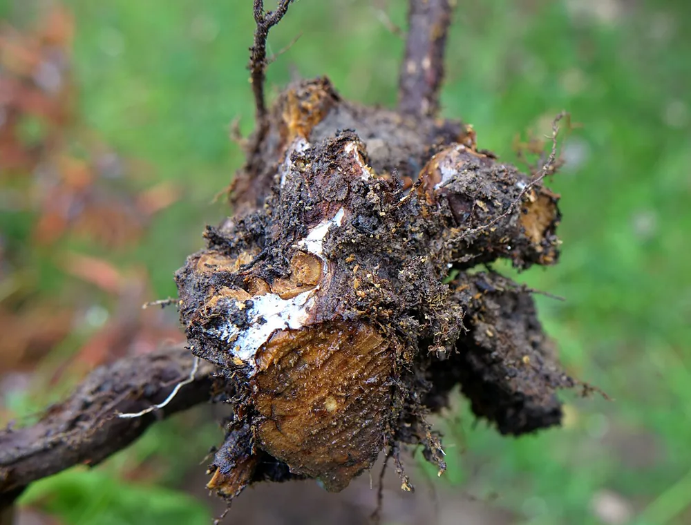 Close-up of a decayed shrub crown lifted from wet soil, showing brown collapsed tissue, orange stained wood and white fungal threads