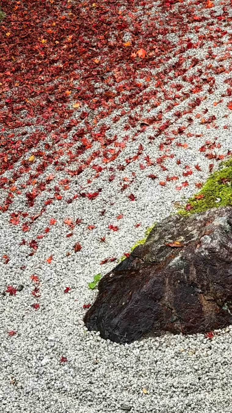 Fallen maple leaves scattered across raked white gravel beside a moss-collared stone