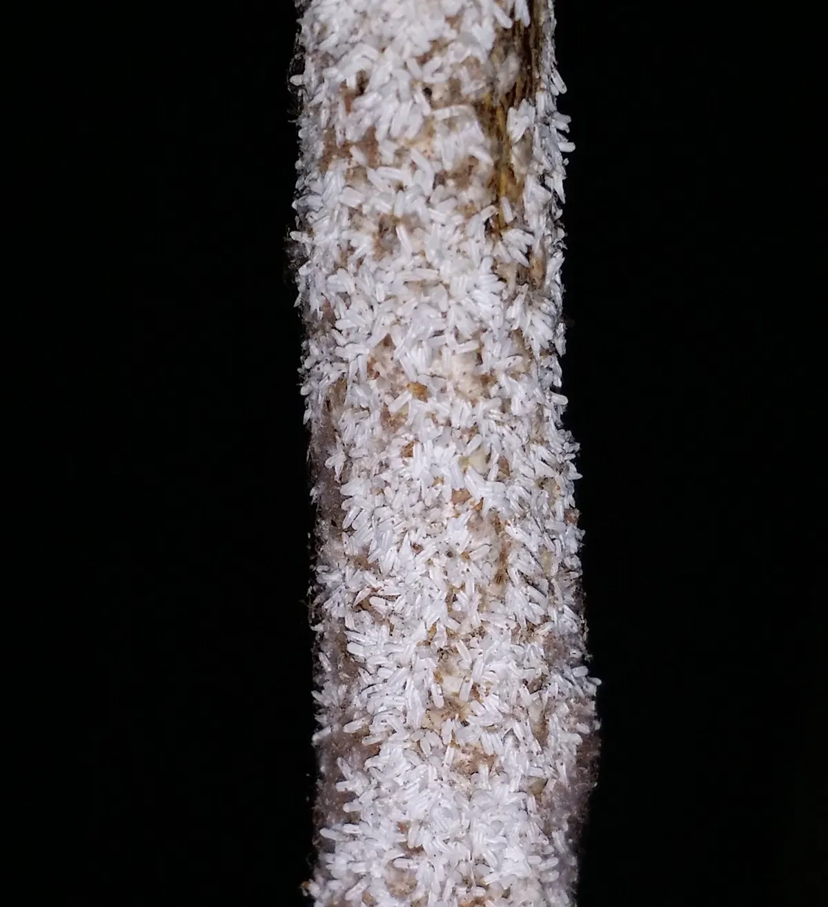 Woody twig completely encrusted with hundreds of small white elongated armoured scale insects against a black background