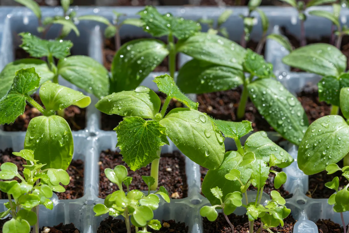 Squash and cucumber seedlings in a cell tray, started on the dates a seed starting calculator gives