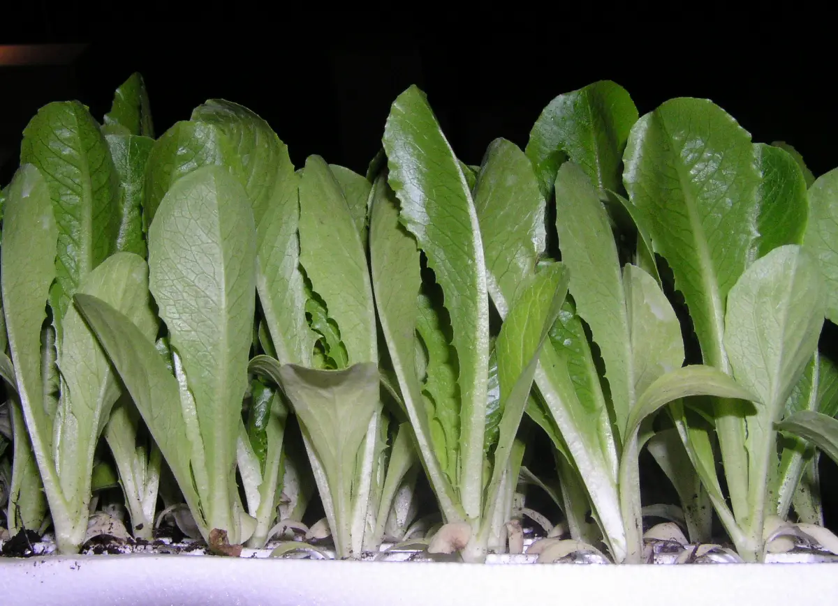 A tray of young lettuce seedlings, each plug rooted in its own block of moist starting mix