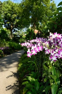 Singapore Botanic Gardens Orchids