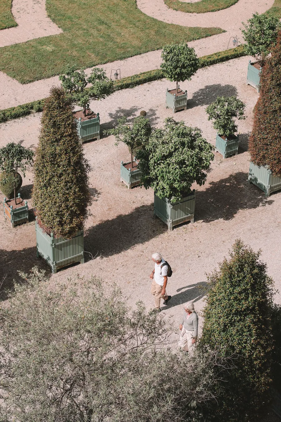Close view of trees in square painted planters on gravel, clipped into standards and cones