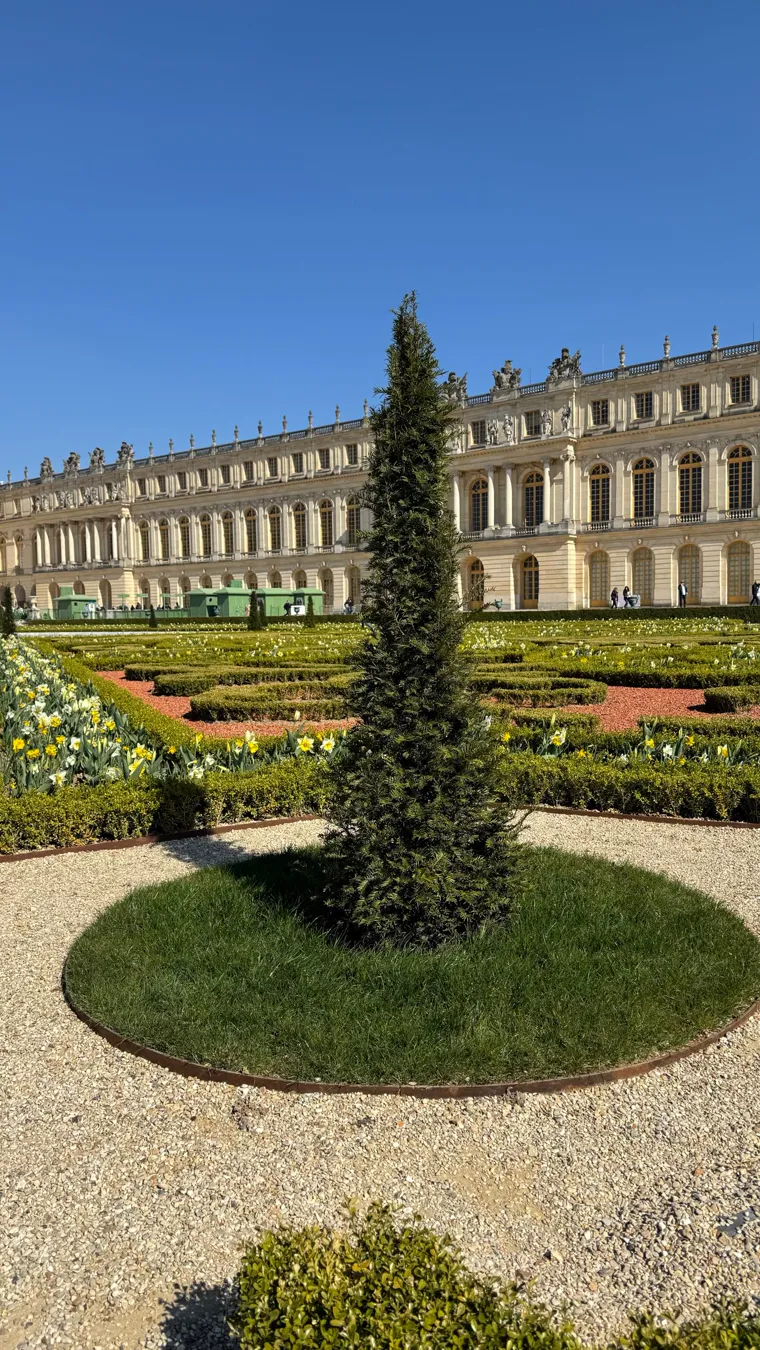 Low clipped hedges forming a scroll pattern with spring bulbs and a narrow clipped conifer accent