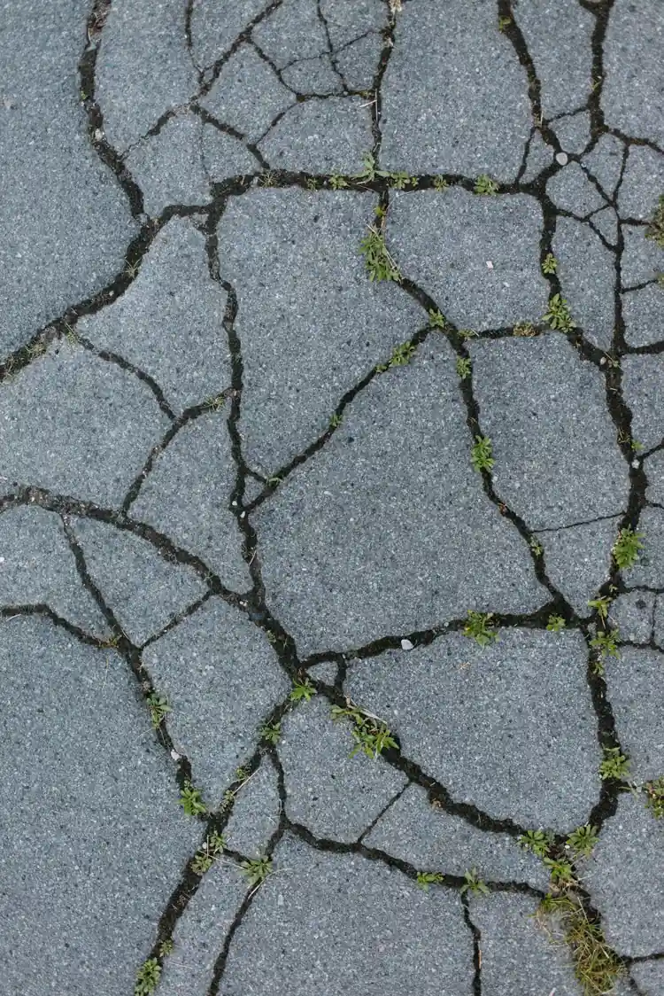 Vinegar weed killer suits young weed seedlings rooted in cracked concrete paving