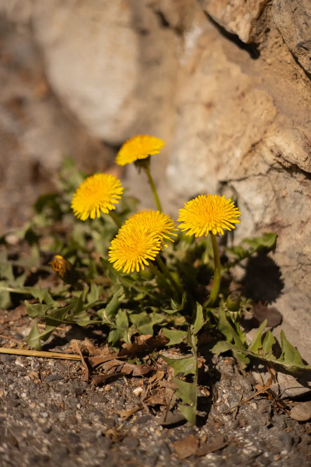 Dandelions in flower rooted in gravel at the base of a stone wall