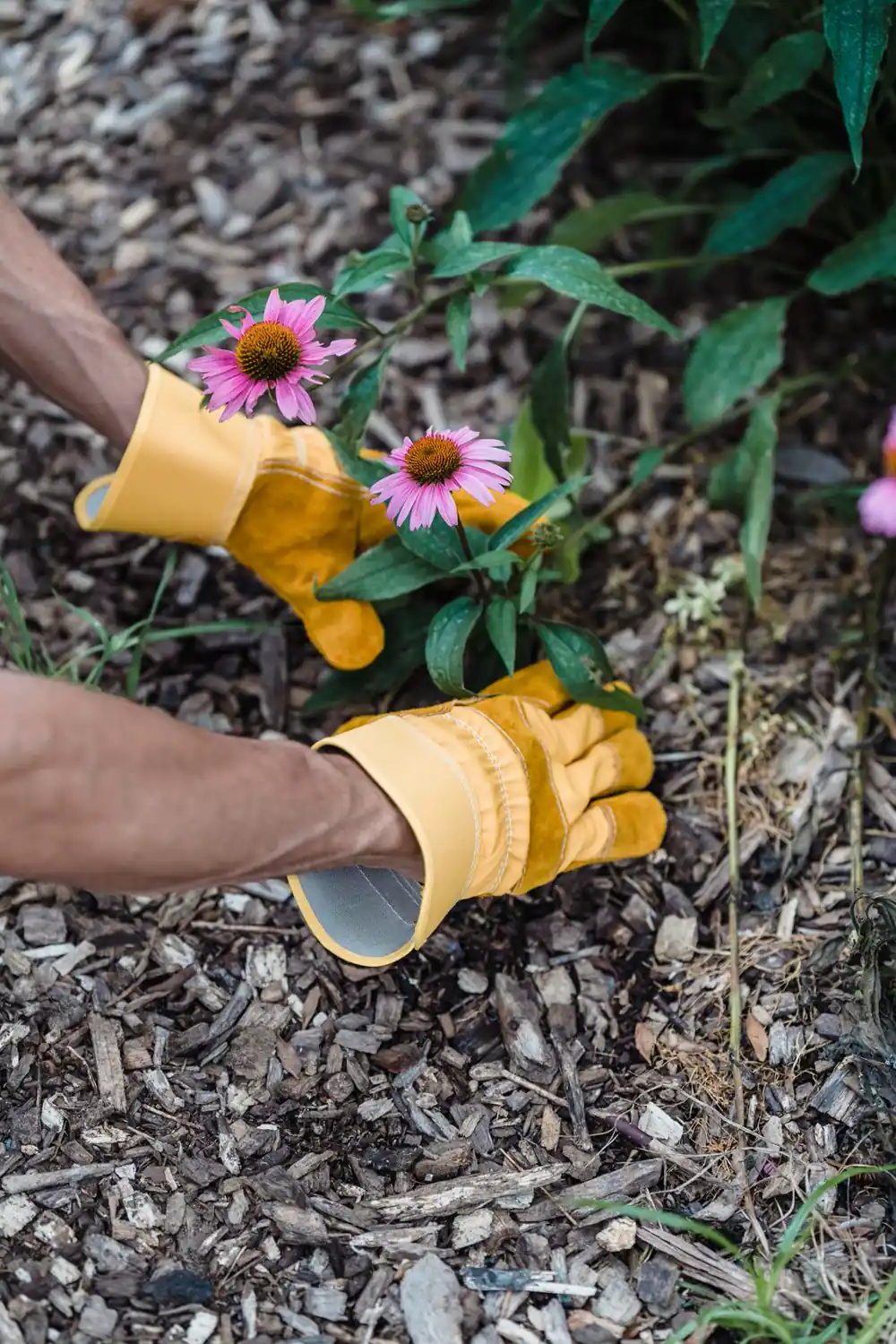 Gloved hands pulling small weeds from bark mulch beside a flowering coneflower