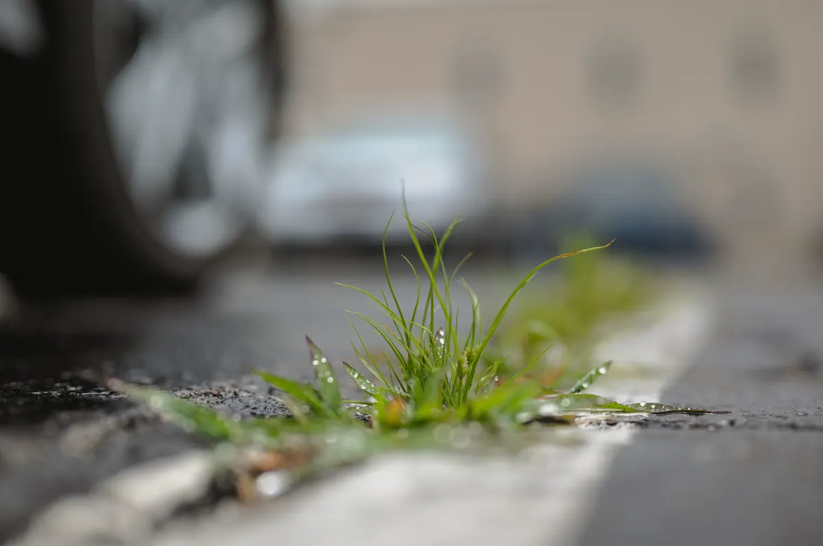 Grass and small weeds rooted along a wet kerb line beside a road