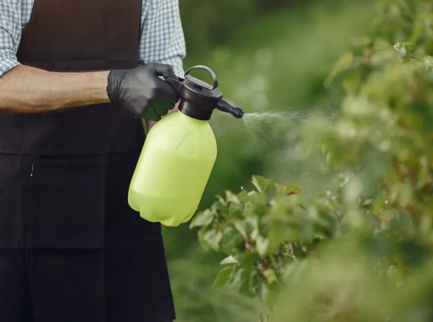 Gardener in gloves spraying from a yellow pressure sprayer beside a green hedge