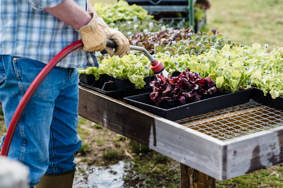 A gardener watering vegetable seedling trays with a hose, the weekly amount a water calculator works out
