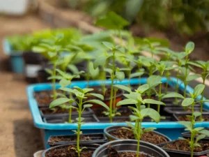 What to Plant in April