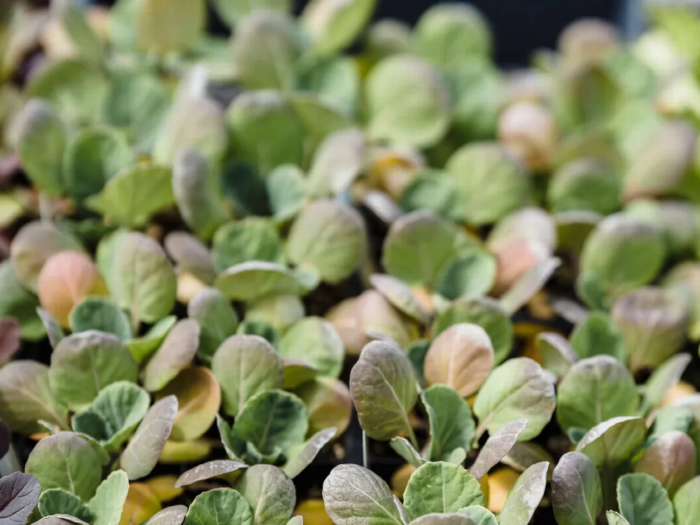 Trays of young brassica seedlings ready for transplanting in late summer