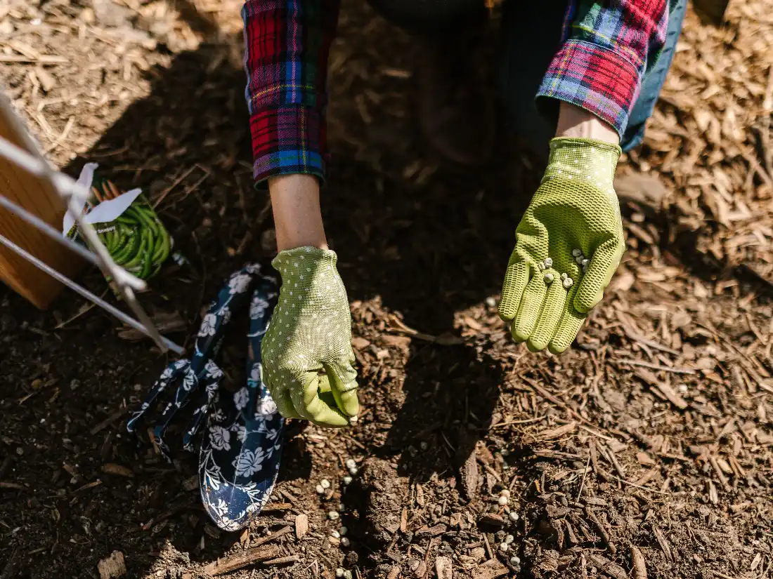 Gardener sowing seed into a shallow drill in dry summer soil