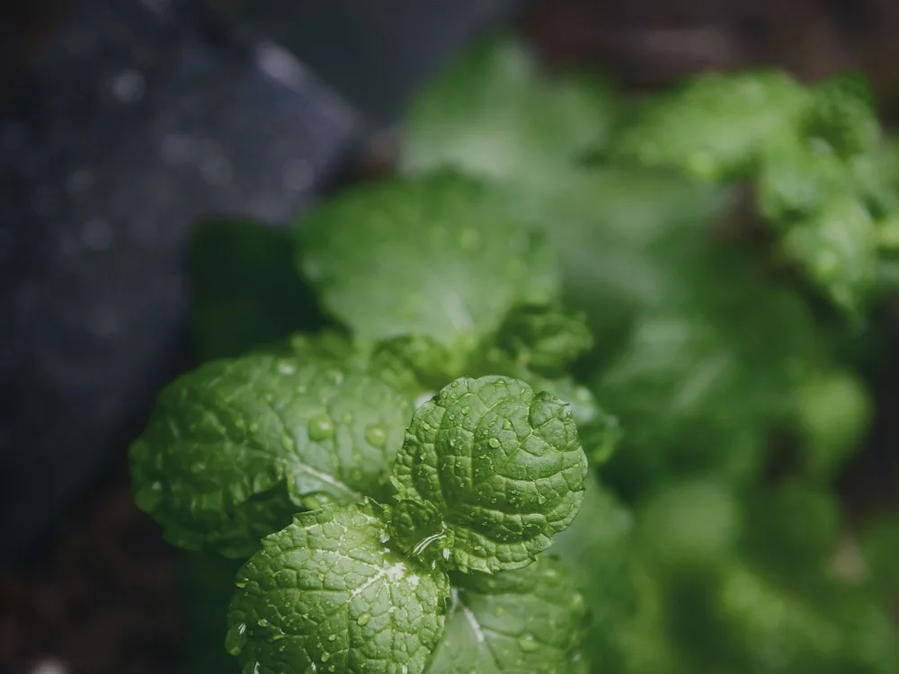 Mint leaves covered in raindrops in a garden after rain
