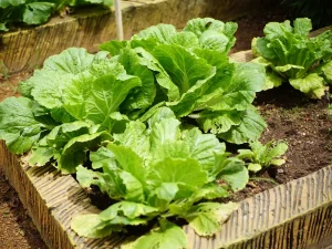What to Plant in August