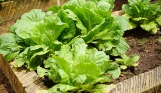 What to Plant in August