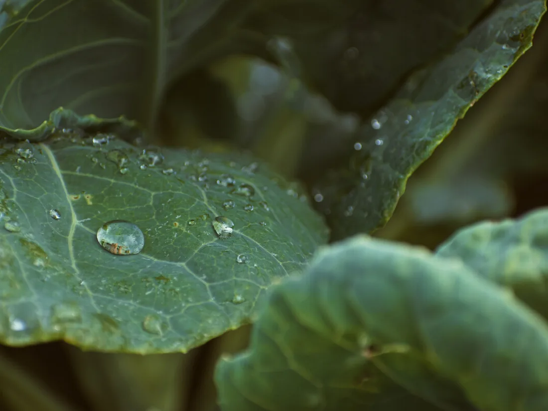 Close-up of cabbage leaves holding water droplets after rain