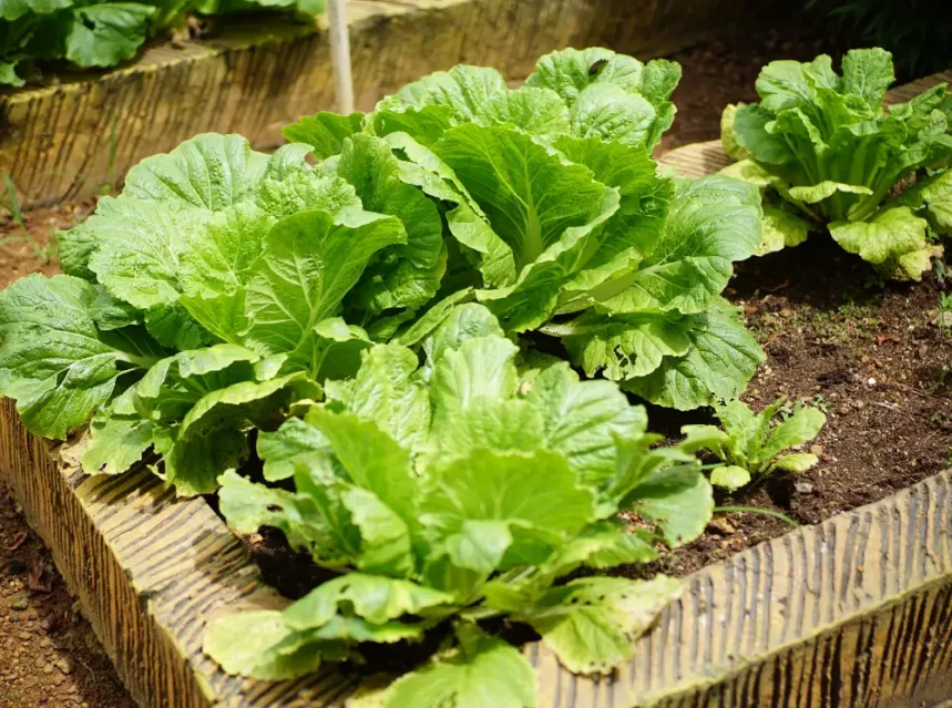 What to plant in August — leafy greens growing in a raised bed in late summer