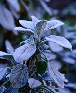 What to Plant in December