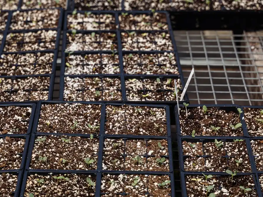 Rows of module trays with young seedlings on a greenhouse bench