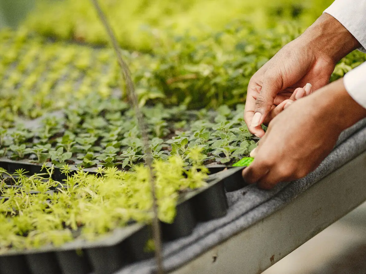 Gardener's hands pricking out young herb seedlings from a plug tray in a greenhouse