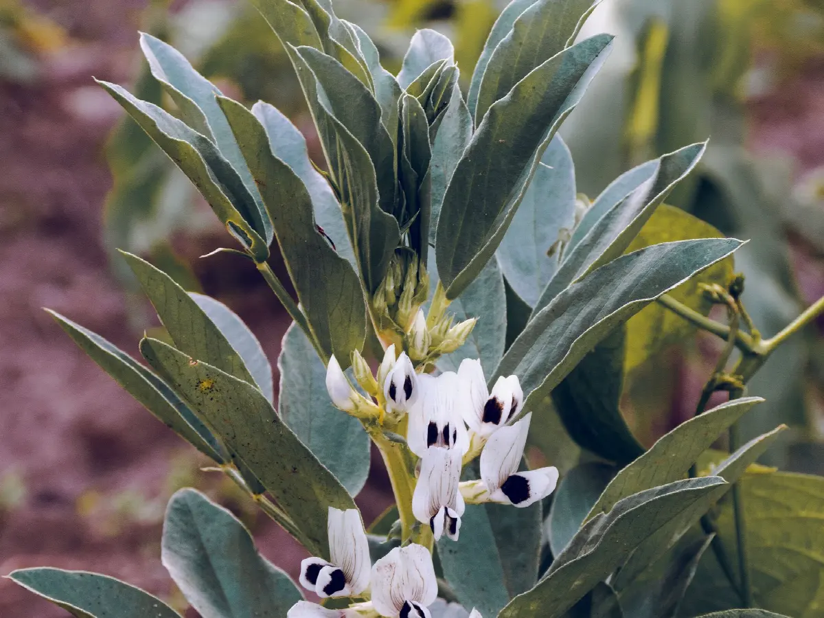 Broad bean plant in flower with black-and-white blooms in a vegetable bed