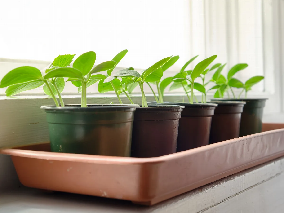 Young cucumber seedlings in small pots on a bright windowsill
