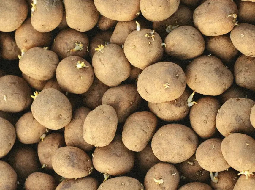What to plant in February — seed potatoes chitting with short green shoots