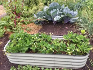 What to Plant in July