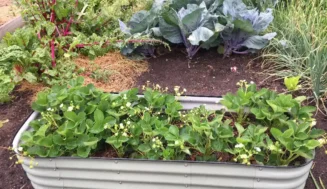 What to Plant in July
