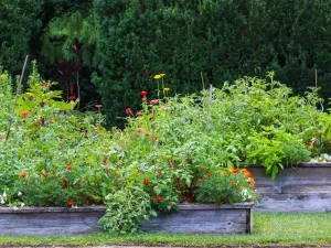 What to Plant in June