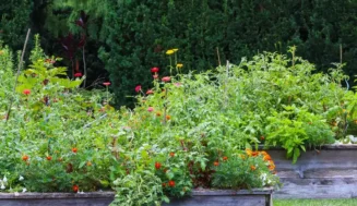 What to Plant in June