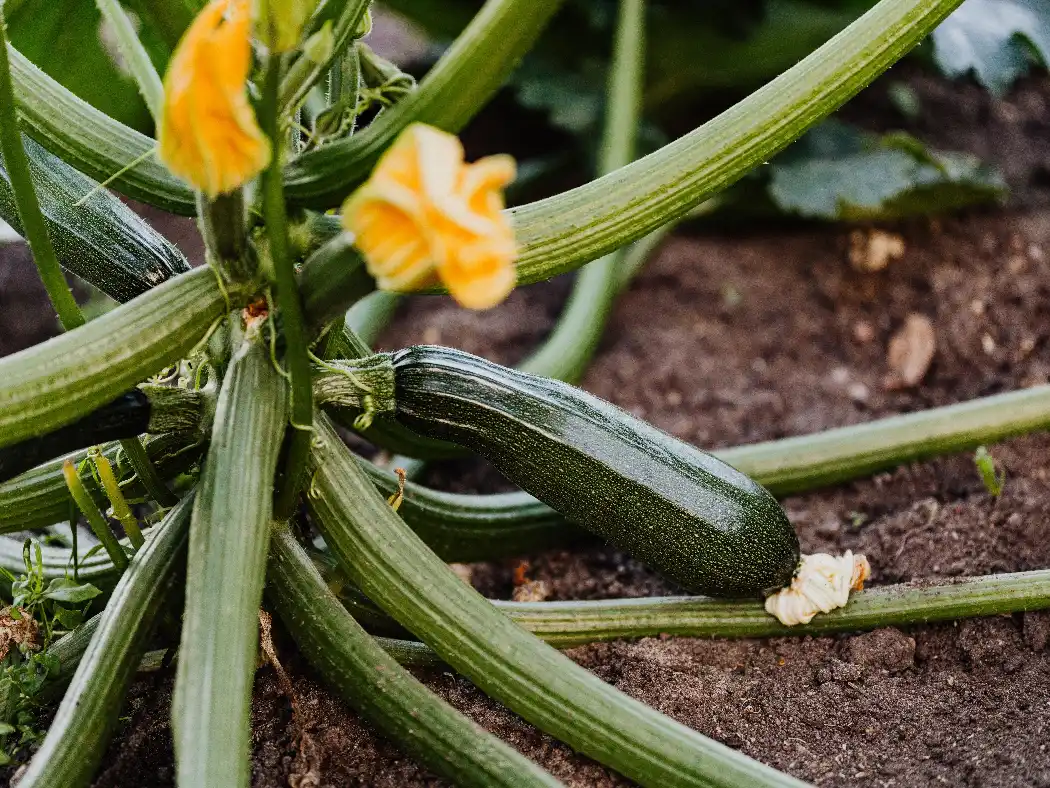 Young courgette plant in open ground with a yellow flower and first fruit