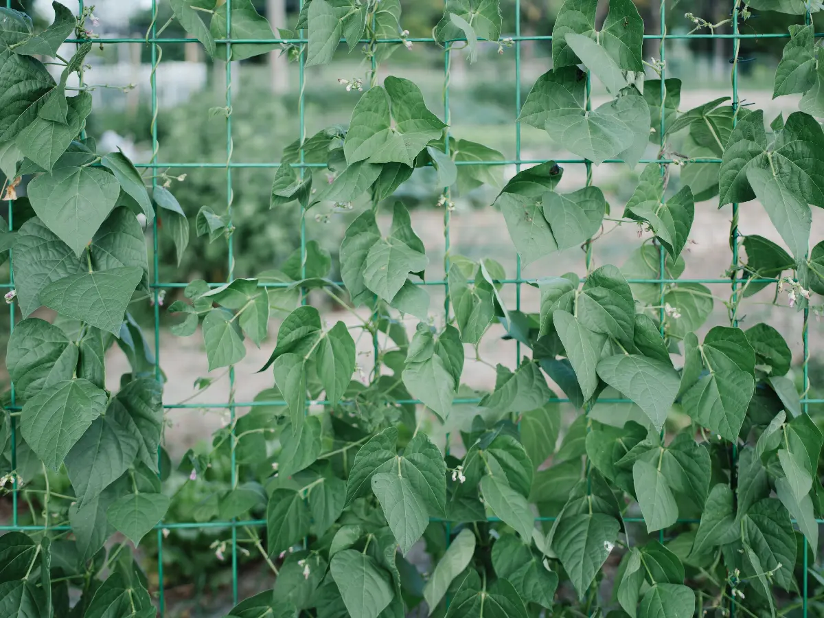 Climbing beans in flower growing up a green mesh trellis in a vegetable plot