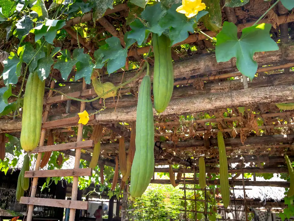 Ridge gourds hanging from a bamboo pergola with a yellow flower on the vine