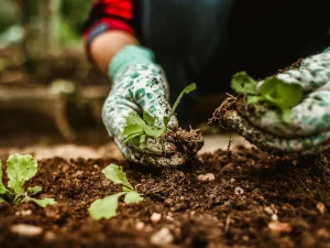 What to Plant in May