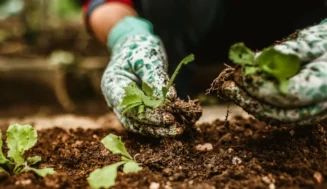 What to Plant in May