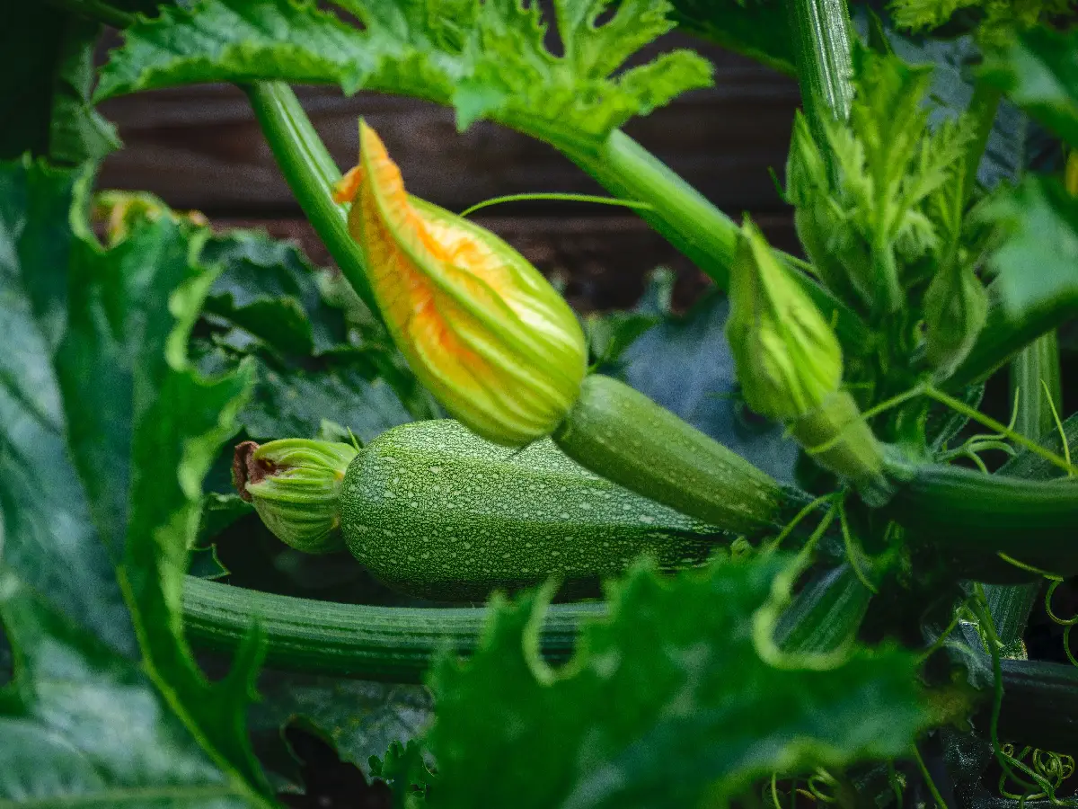 Courgette fruit and open flower on the plant among large leaves