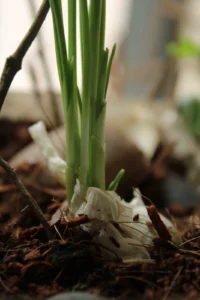 What to Plant in October