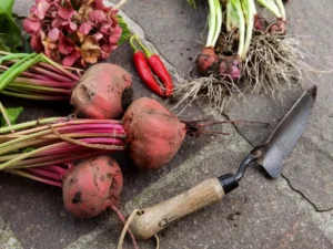 What to Plant in September