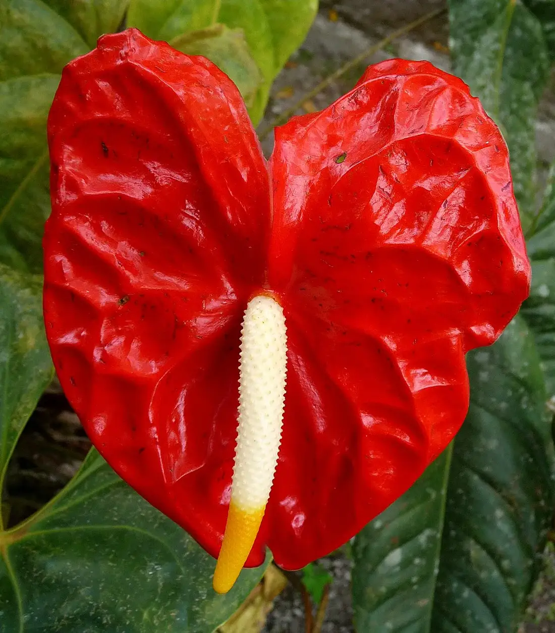 Bright red heart-shaped Anthurium andraeanum spathe with a white and yellow spadix above dark green leaves